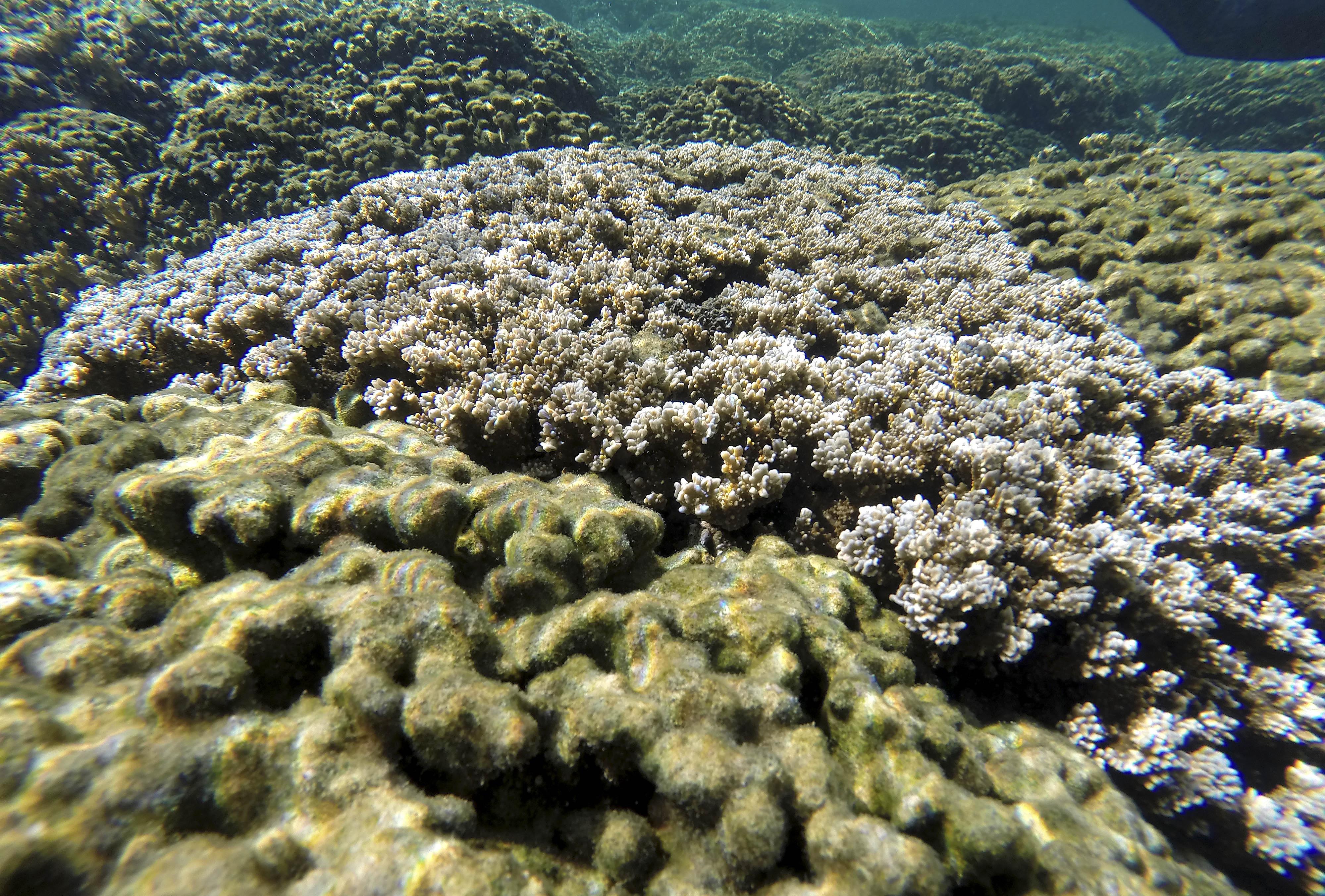 Coral Bleaching 珊瑚白化